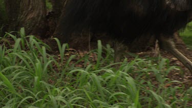 Feet and legs of a Cassowary walking through grass
