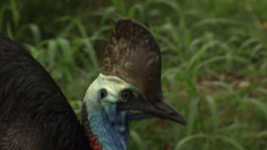 Cassowary searching and feeding in the grass