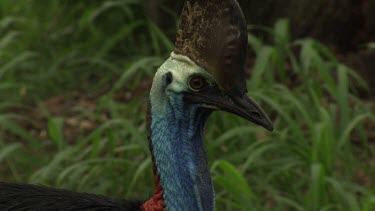 Cassowary searching and feeding in the grass