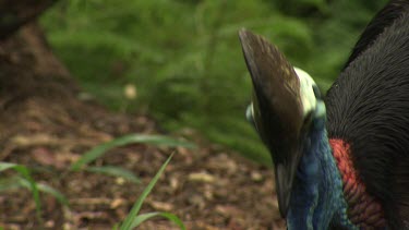 Cassowary searching and feeding in the grass