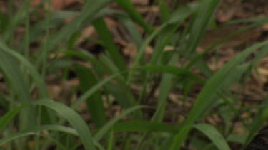 Cassowary searching and feeding in the grass