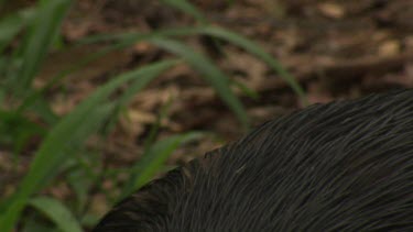 Close up of black feathers on a Cassowary