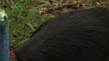 Cassowary searching and feeding in the grass