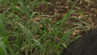 Cassowary searching and feeding in the grass