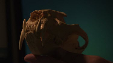 Computer-generated graphic of a Clouded Leopard skull