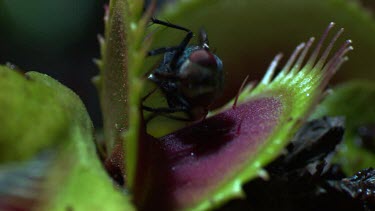 Close up of a Venus Flytrap catching a fly