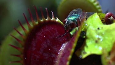 Close up of a Venus Flytrap catching a fly