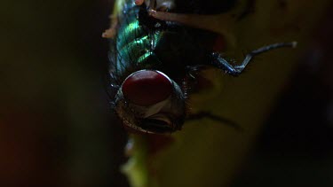 Close up of a fly caught in a Venus Flytrap