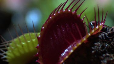 Venus Flytrap catching a fly