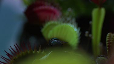 Fly flying away from a Venus Flytrap