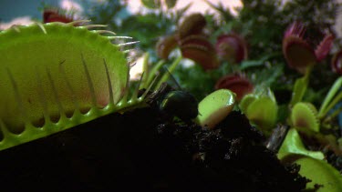 Fly crawling on a Venus Flytrap
