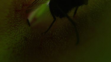 Close up of a fly caught in a Venus Flytrap