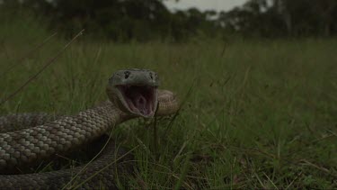 Close up slow motion footage of Brown Snake striking at bait