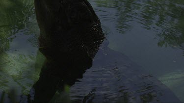 Close up slow motion footage of salt water crocodile from behind