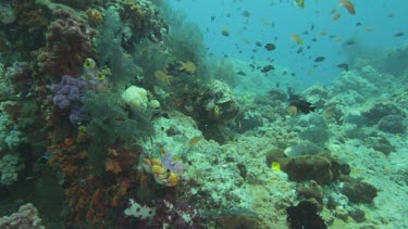 Coral reef with a schools of Cross's Damselfish, Freckled Hawkfish, Goldstriped Sweetlips, and Fine-Lined Surgeonfish