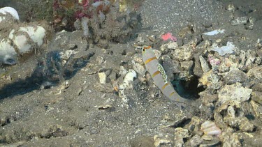 Randall's Shrimp Goby on a coral reef