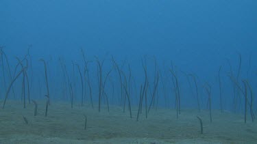 Spaghetti Garden Eels on the ocean floor