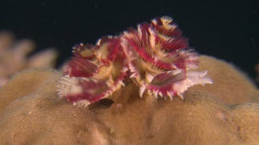 Christmas Tree Worm retracting and emerging on a reef