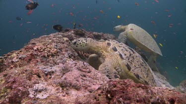 Four Green Sea Turtles jostling for position on a coral reef