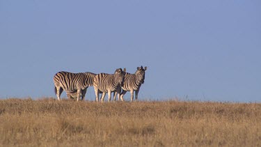 Zebra herd on plain ears moving
