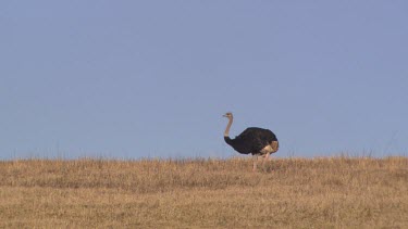 limping male ostrich pan across plain walking