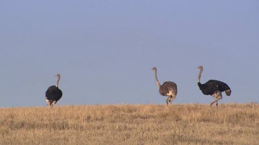 male female ostrich group  plain running fast pan sprinting