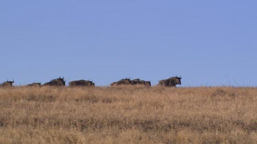 herd wildebeest gnu and zebra run gallop across plain startled canter fast against blue sky