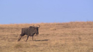 single gnu wildebeest galloping running across open plain savannah