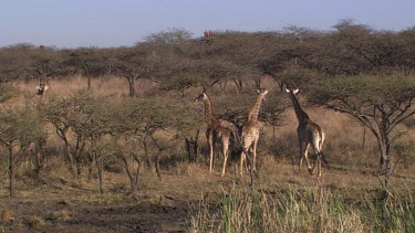 giraffe herd family running through forest thorny scrub acacia field startled scared disturbed chased
