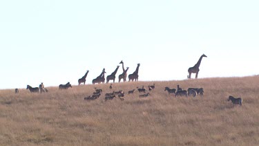 herd giraffe group zebra in grasslands very still