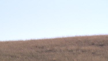 pan across vast plain with herd giraffe zebra