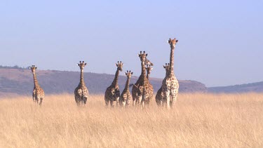 herd group family giraffe walking to camera looking grasslands staring nervous curious investigate
