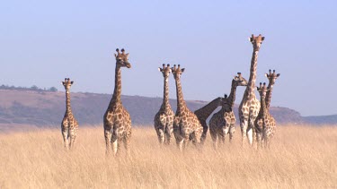 herd group family giraffe walking to camera looking grasslands staring nervous curious investigate