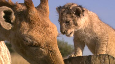 lion cub looking at giraffe cu eyes cute baby licking lips kissing