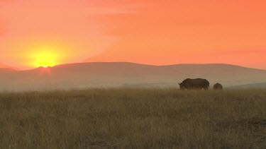 MWS two white rhino grazing eating grass light sunset