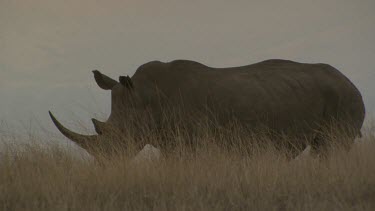 Mcu white rhino large horn standing walking grassland