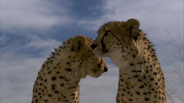 Cheetah pair MCU sit face eyes ears mouth blink portrait  look turn cloud day