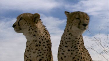 Cheetah pair MCU sit face eyes ears mouth blink portrait  look behind turn cloud day