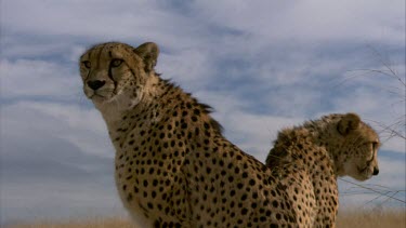 Cheetah pair MS sit face eyes ears mouth portrait  day cloud back to back pair mirror image