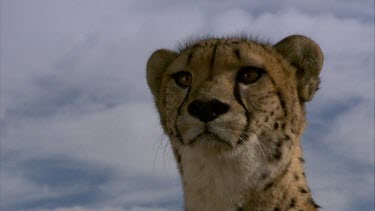Cheetah MCU face eyes ears mouth portrait  day cloud look alert searching listening
