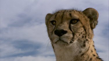 Cheetah MCU face eyes ears mouth portrait  day cloud look alert searching licking lips tongue listening