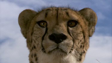 Cheetah CU face eyes ears mouth portrait  day cloud look alert searching  proud