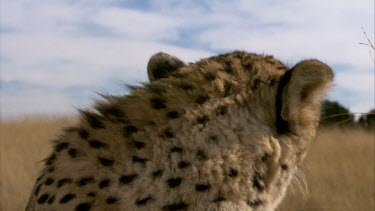 Cheetah CU face eyes ears mouth portrait  day cloud look alert searching cloud intense stalk
