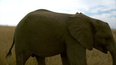 Elephant raising trunk in air walking day