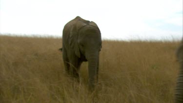 Elephant raising trunk pair  walking day  close