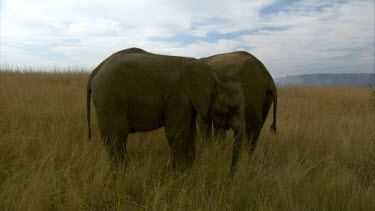 Elephant browsing grazing eating  pair   day  close