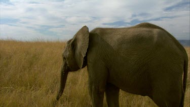 Elephant browsing grazing trunk tails eating  pair to camera day  close