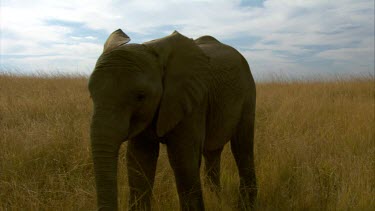 Elephant raise trunk up to camera grass savannah day