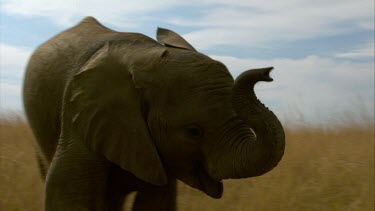 Elephant raise trunk chewing walking across frame day