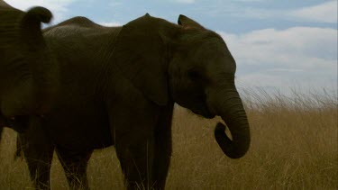 Elephants pair two run away  raise trunk chewing walking across frame day